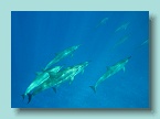 Dolphins_10